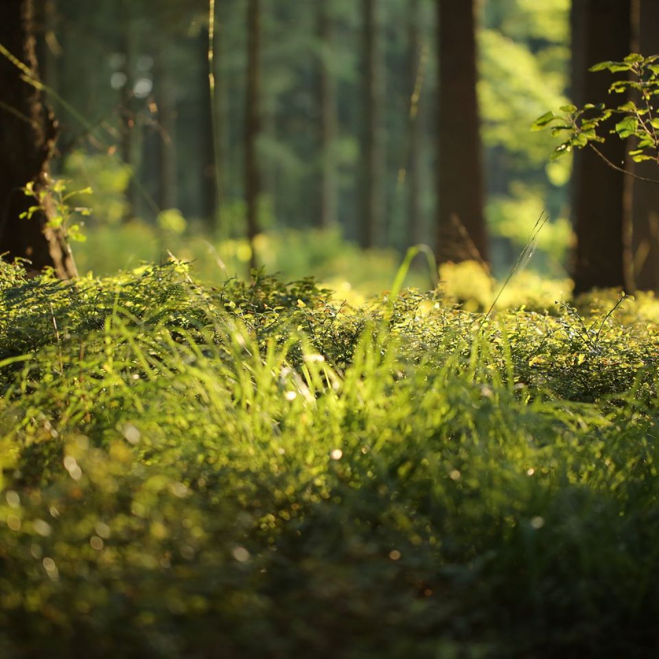 Naturbestattungen | Bestattungen Rossmann, Pfungstadt